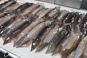 Japanese Flying Squid