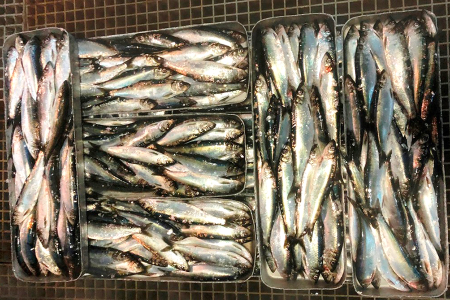 ニシン（Herring）
