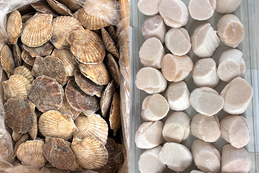 帆立貝柱（Scallop）