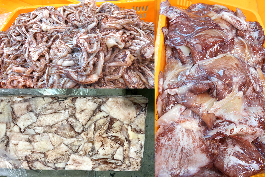 Schoolmaster gonate squid