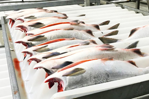 白鮭